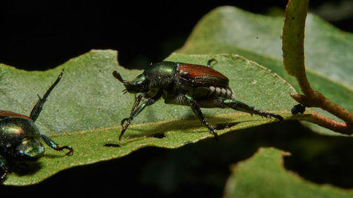 Close-up of insect on leaf