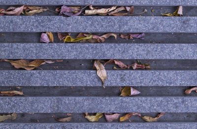 High angle view of leaves fallen on staircase