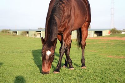 Horse grazing on field