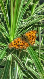 Close-up of butterfly pollinating flower