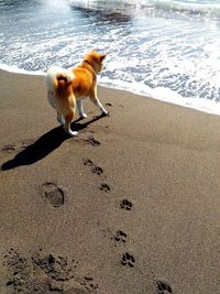 High angle view of dog standing on beach