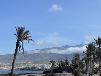 Palm trees by sea against sky