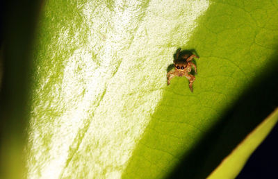 High angle view of insect on leaf