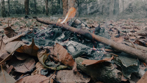 Close-up of dry leaves on log in forest