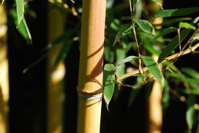 Close-up of bamboo plant on field