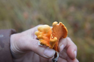 Close-up of person holding apple