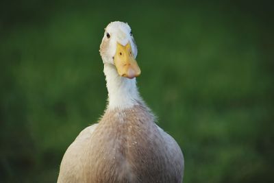 Close-up of a bird