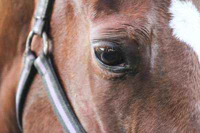 Close-up of horse