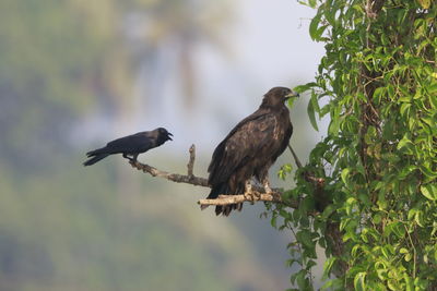 Birds perching on a tree