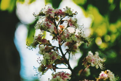Close-up of cherry blossom tree