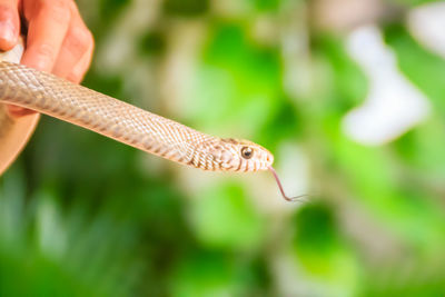 Close-up of a lizard on a hand