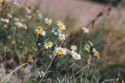 Close-up of yellow flowering plant on field with single bug