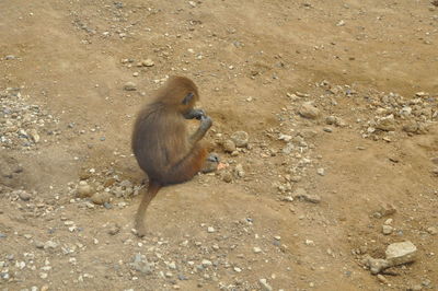 Monkey on ground