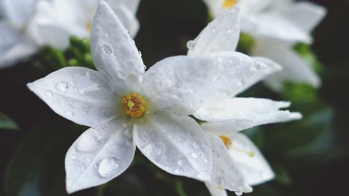 Close-up of wet white flower blooming outdoors
