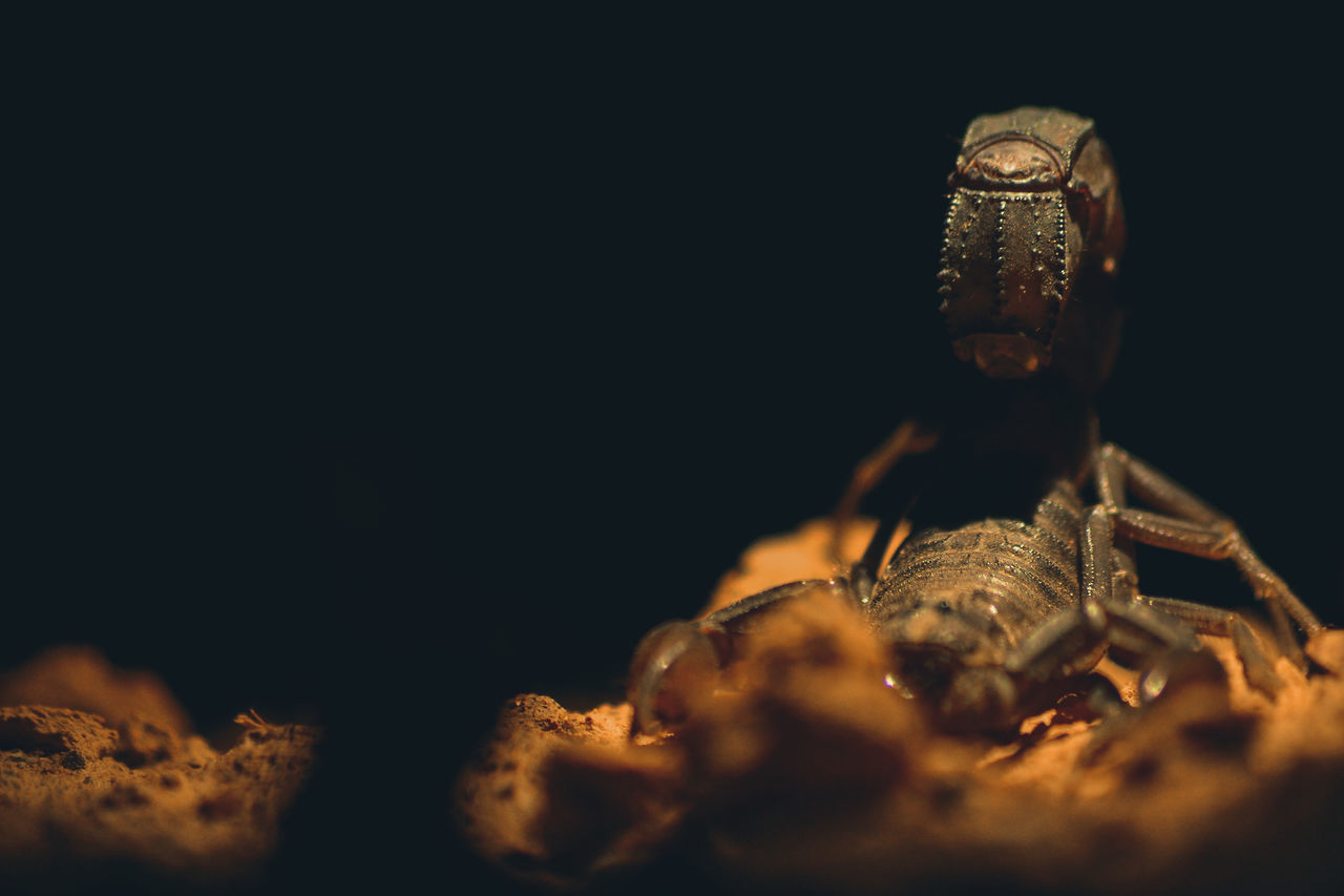 CLOSE-UP OF INSECT ON METAL