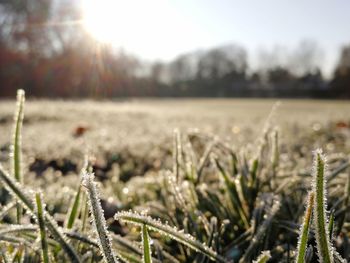 Close-up of frozen plants on field against sky