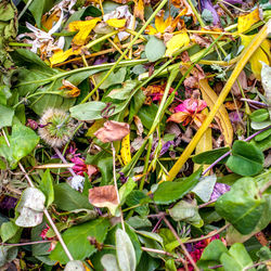 Close-up of plants