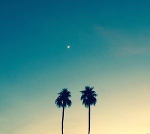 Low angle view of silhouette palm tree against sky at night