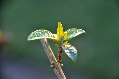 Close-up of plant growing outdoors