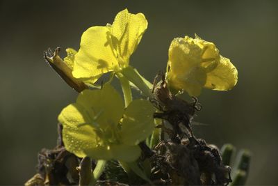 Close-up of insect on yellow flowering plant