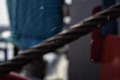 Close-up of spider web