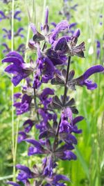 Close-up of purple flowers blooming in field