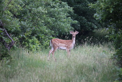 View of deer in forest