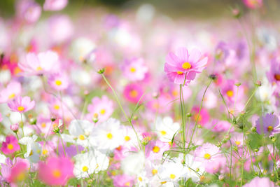 Close-up of cosmos flowers