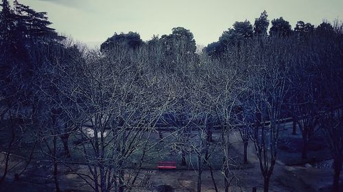 Snow covered trees