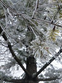 Close-up of tree in forest during winter