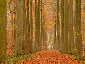 Pine trees in forest during autumn