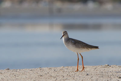 Close-up of seagull on beach