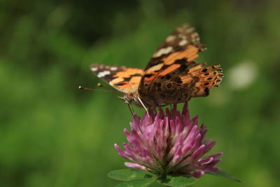 Close-up of butterfly pollinating on purple flower