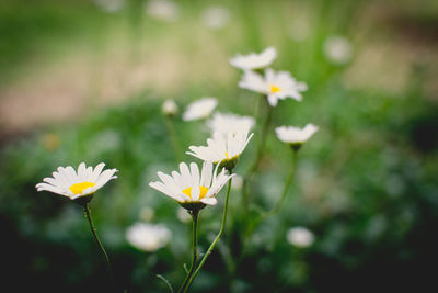 Close-up of white daisy flowers