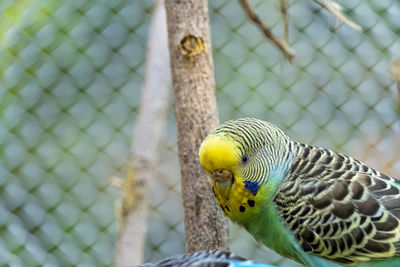 parakeet