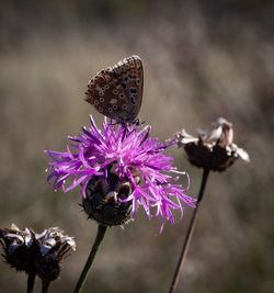 Close-up of butterfly pollinating on purple flower