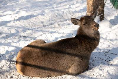 Female red deer lies on the snow at a zoo in winter day. east asian real deer.