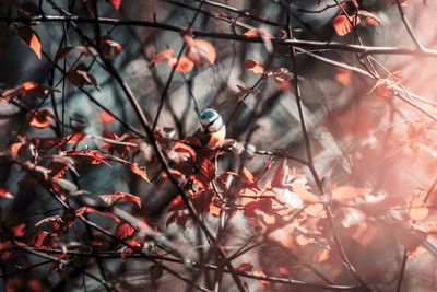 Close-up of berries on tree during autumn