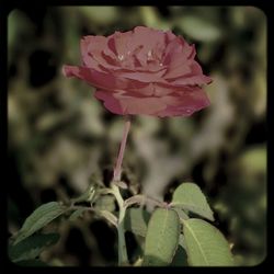 Close-up of pink rose