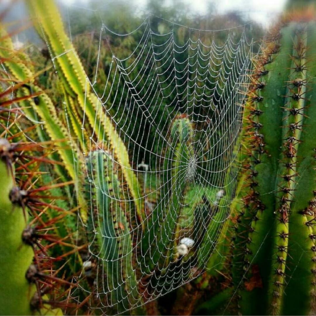 spider web, fragility, focus on foreground, nature, close-up, spider, outdoors, no people, day, beauty in nature, web, plant, freshness