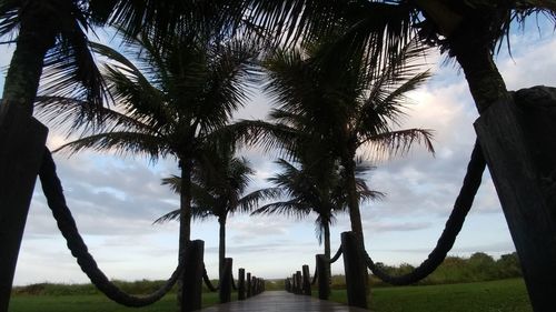 Low angle view of palm trees against sky