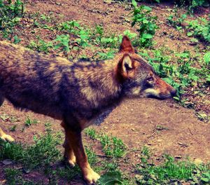 View of a dog looking away