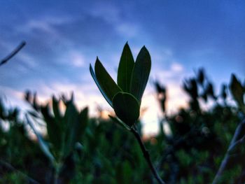 Close-up of plant growing on field against sky