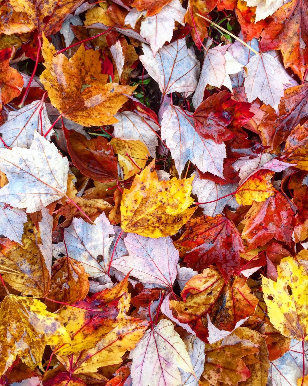 change, season, autumn, leaf, leaves, dry, backgrounds, full frame, natural pattern, close-up, abundance, maple leaf, multi colored, nature, leaf vein, day, outdoors, large group of objects, field, fragility, fallen, tranquility, beauty in nature, natural condition, vibrant color, botany, scenics, no people, many