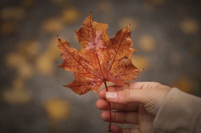 Close-up of hand holding maple leaves