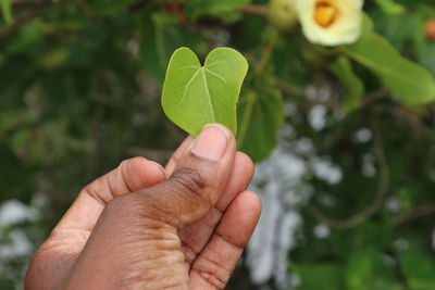 Close-up of hand holding plant