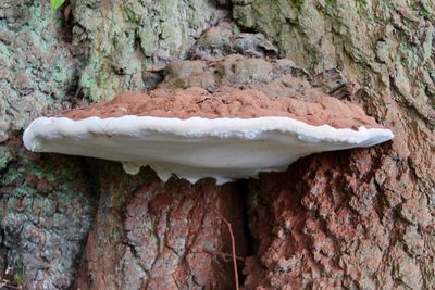 Close-up of mushroom growing on tree trunk