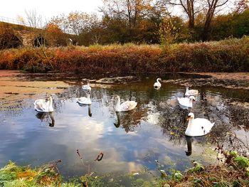 Swan swimming in lake