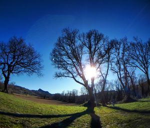 Trees on field against bright sun