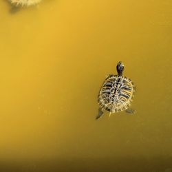 High angle view of turtle in sea